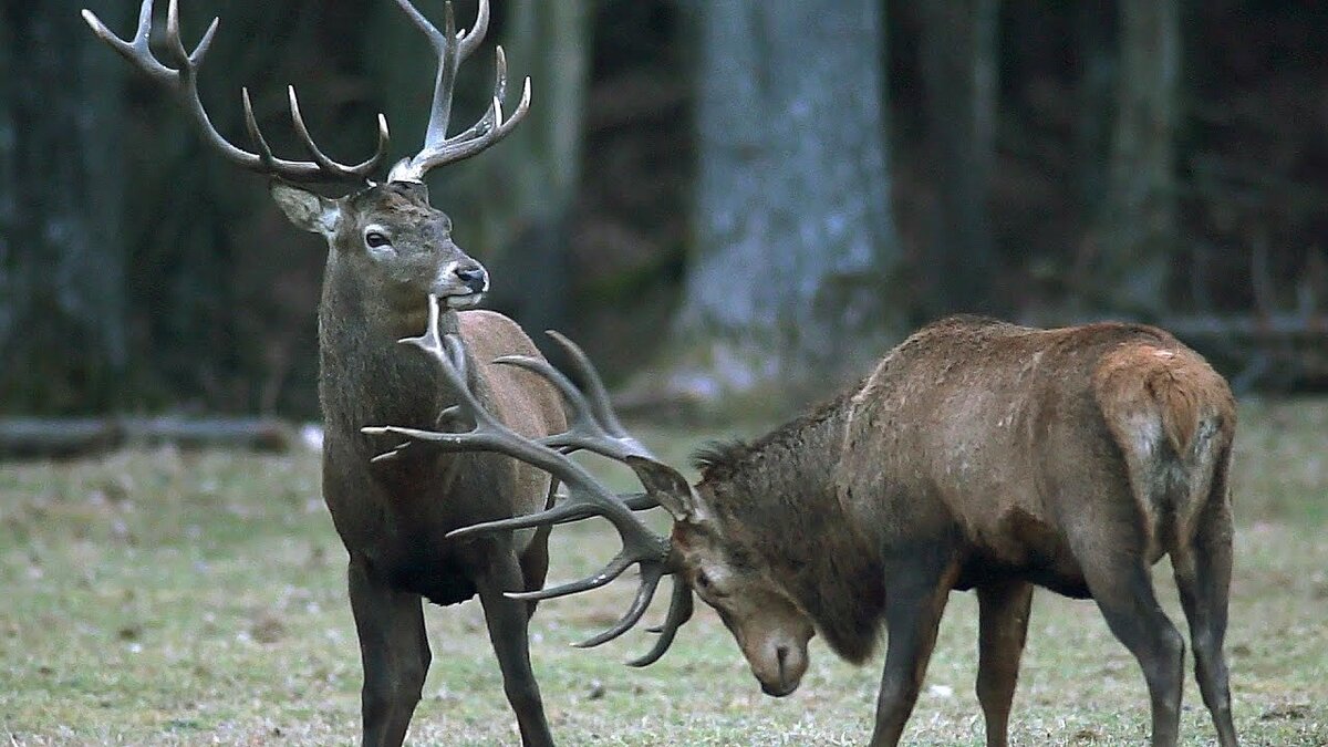 Алений турнир...