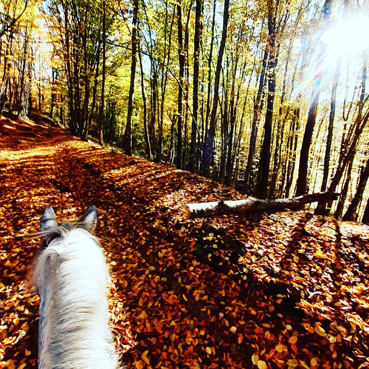 Заброшенная лесная дорога