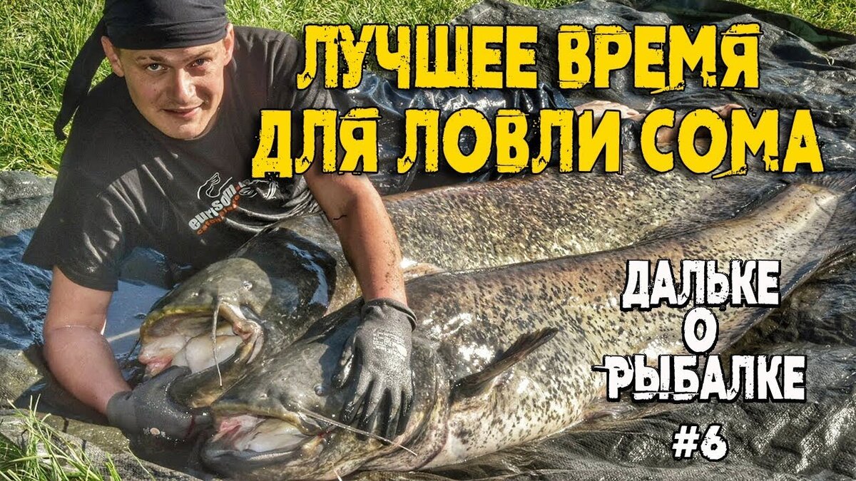 Когда клюёт сом