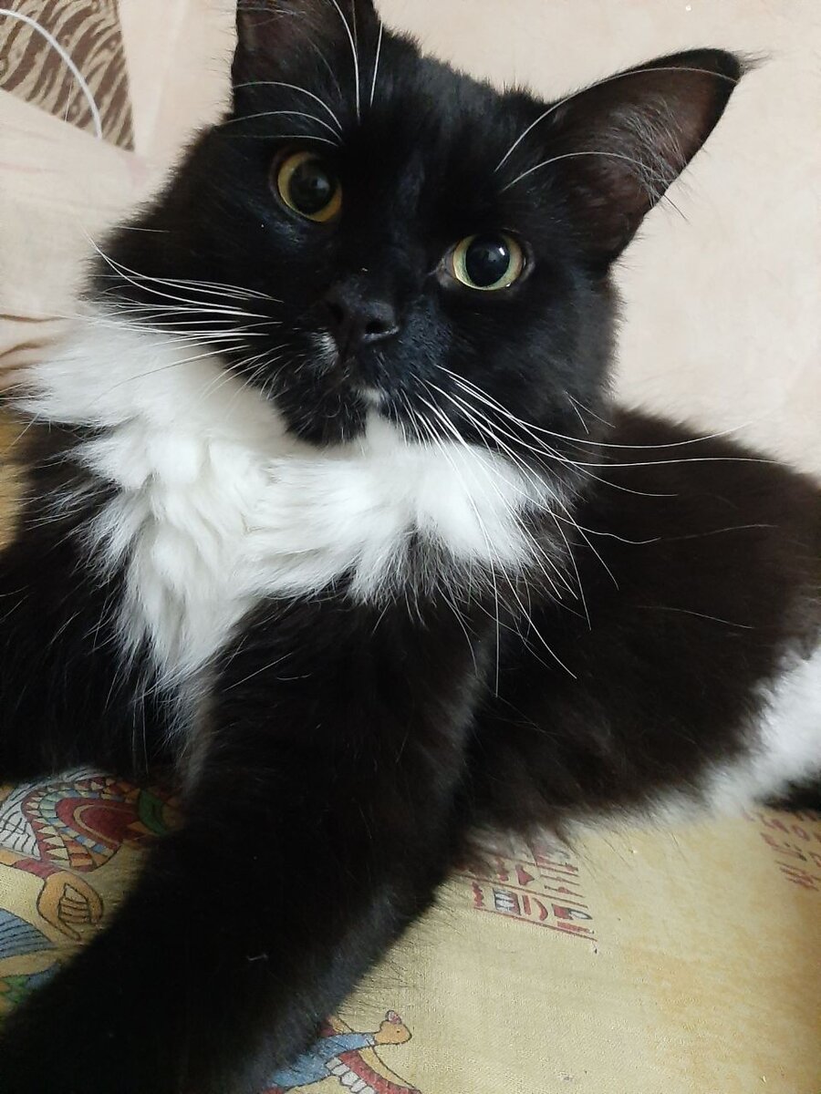 Наш старший кот, Ветер. Ну разве не милашка?