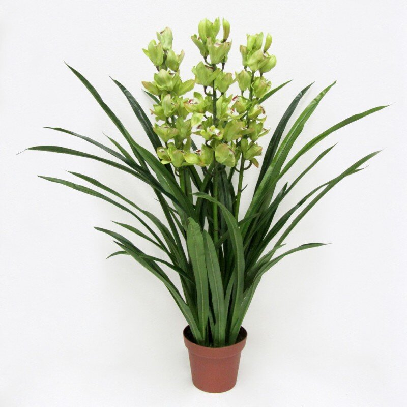 Вот так выглядел мой цимбидиум, когда попал ко мне, только цветки были другого цвета. Это фото из Интернета.