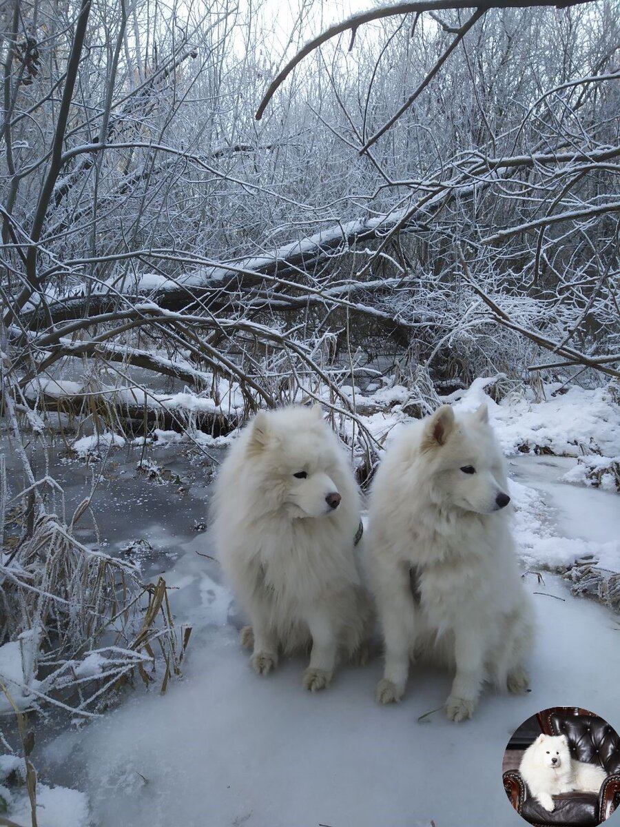 Ну разве не красота? Фото моё, собаки тоже мои :)