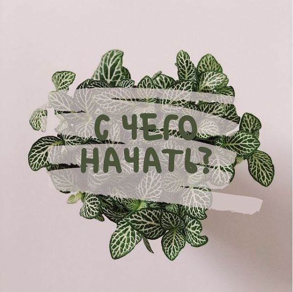 Фиттония, капризная тропическая красотка