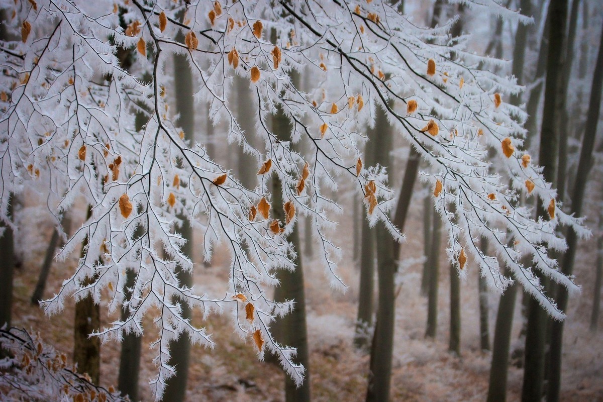 Фото: pixabay
