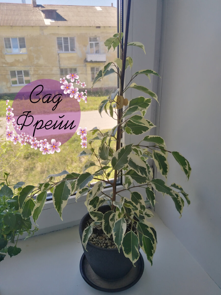Первая весна в доме. Сейчас даже не верится, что фикус был таким жидким и небольшим