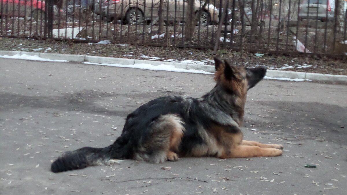 Щенок длинношерстный шоу-класса. Тэйрочке 6 месяцев.