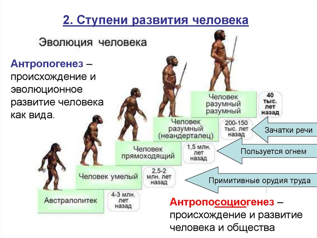 Какие животные встречаются в человеческом жилье представьте ответ в виде наглядной схемы