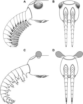 Anomalocaris canadensis (внизу) и ‘Anomalocaris’ briggsi (вверху)