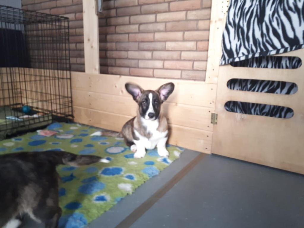 Это Арчи еще у заводчика. Через несколько дней в путь