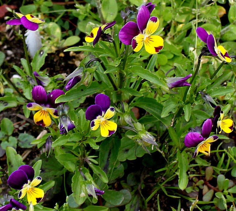 Фиалка трёхцветная