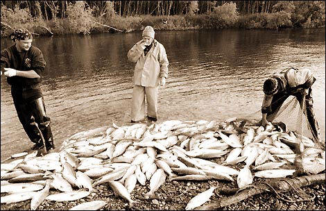 После нереста лосось становится лохом.