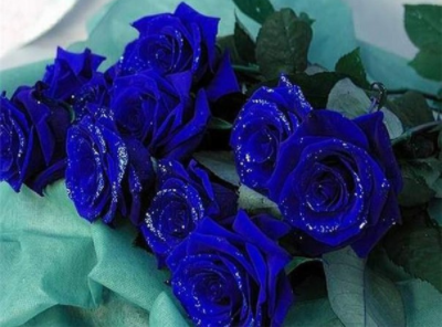 Синие розы на самом деле существуют. Это скрещенные гены белой или черной розы с анютиными глазками