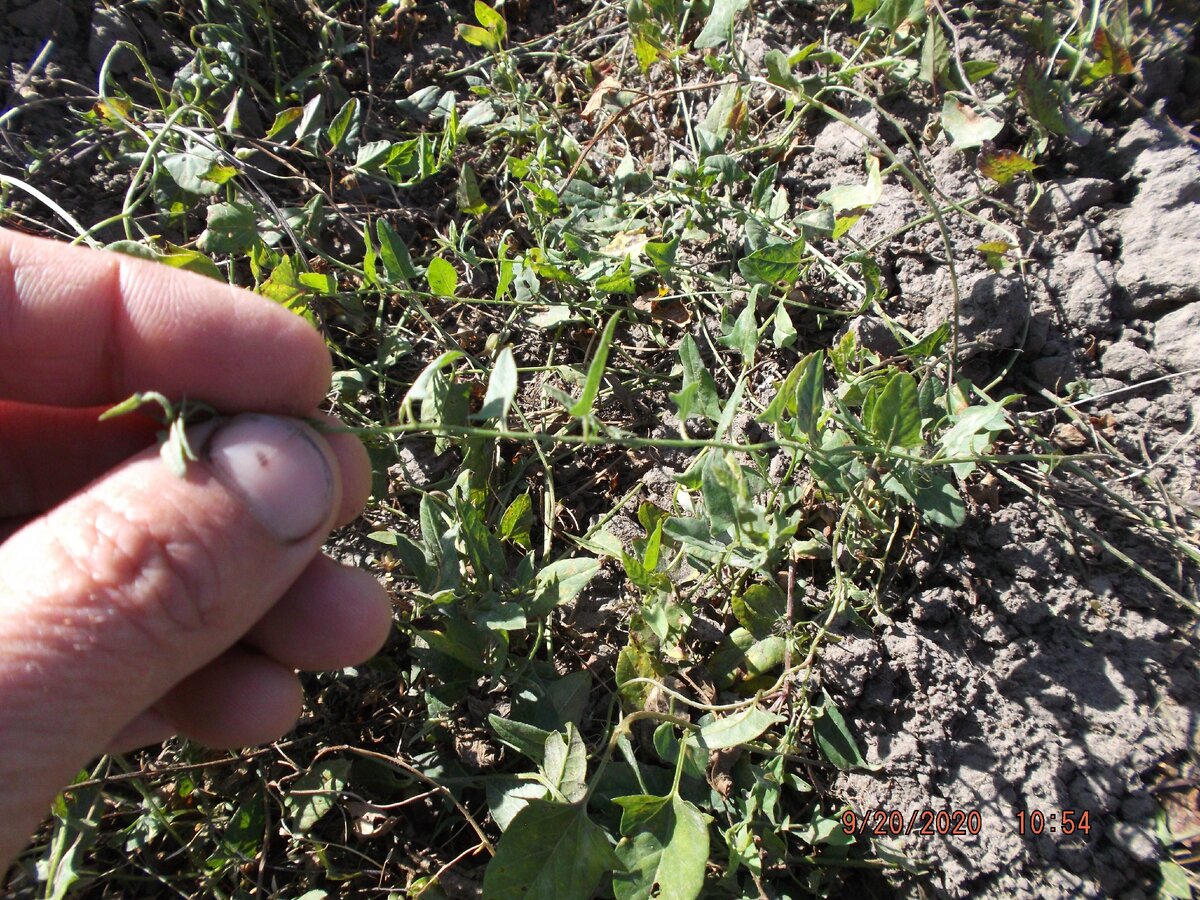 Это уже ослабленная прополкой Березка