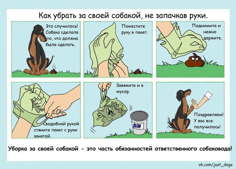 убирайте за собаками. нужно ли убирать за собакой. нужно ли убирать за собакой. уборка за собакой. убирать за собакой.