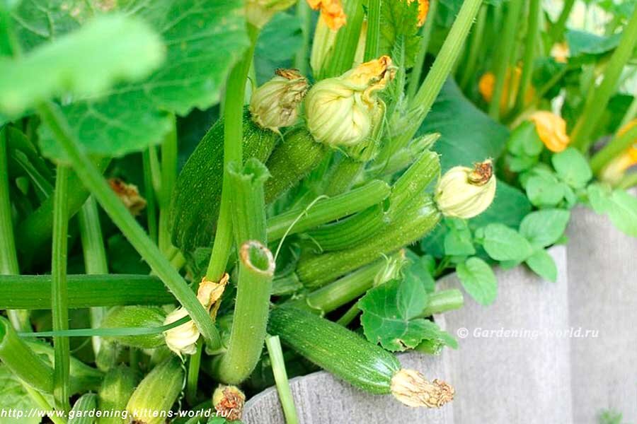 Совсем несложно вырастить кабачки в открытом грунте