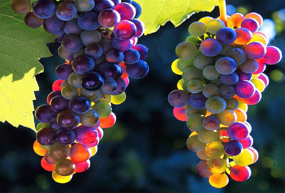 Генетический разбор винограда.