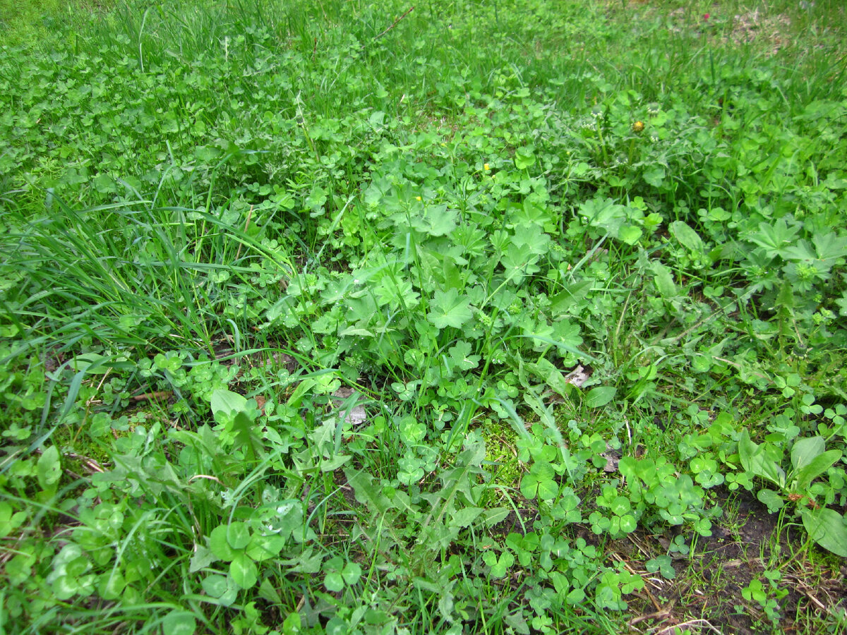 Вот такой у нас халявный газон.  Все само  растет, но косить приходится