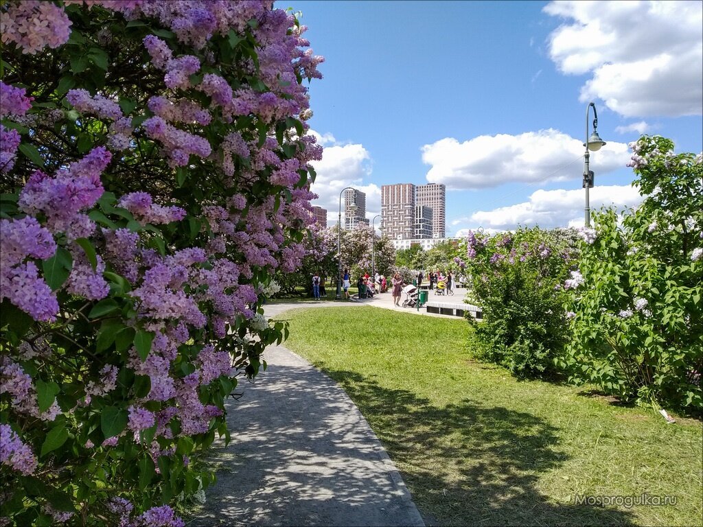 Сирень в Сиреневом саду