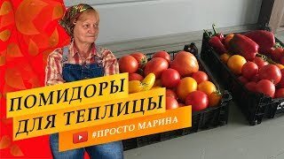 Обзор томатов в теплице. Сорта и гибриды.