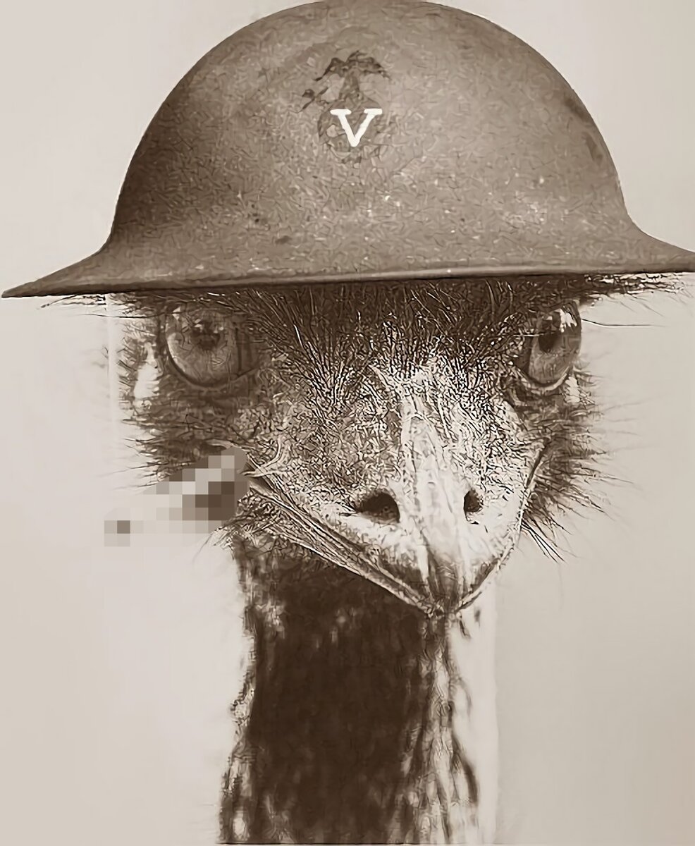 Эму с каской, война с эму