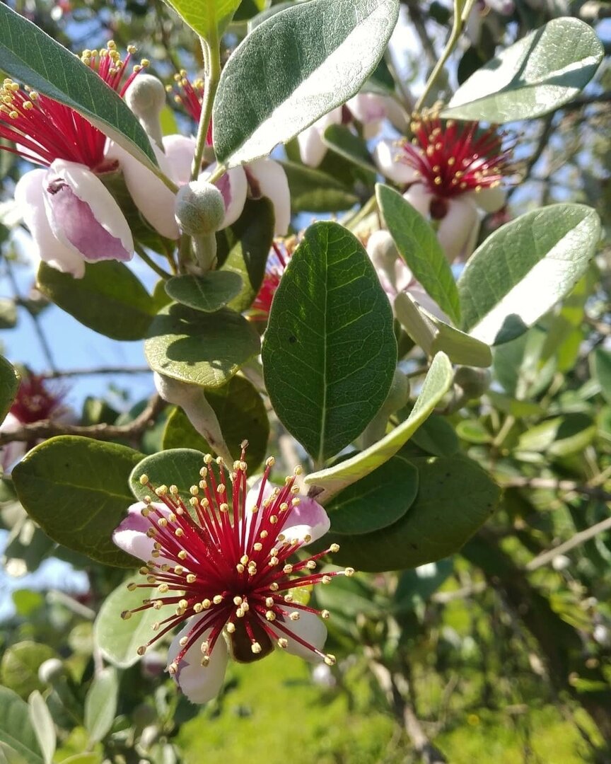 Съедобные цветки фейхоа