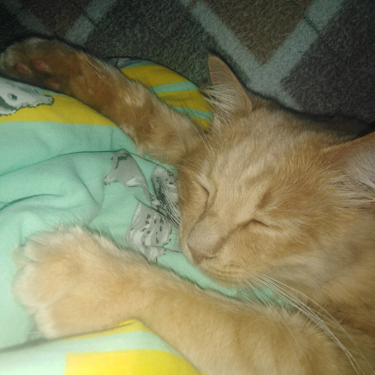 Вот так и бывает, кот сладко спит. Ты давно проснулся. Но ведь  не встаешь, а находишь себе занятие, чтобы не тревожить морду