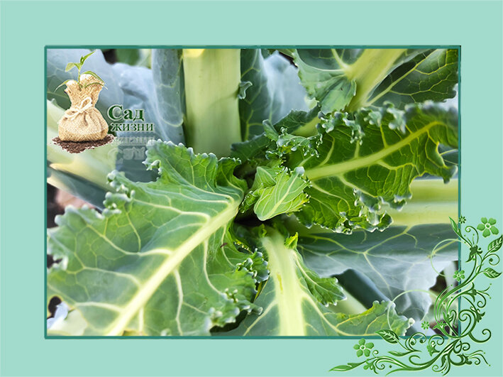 Почему не завязывается головка у цветной капусты