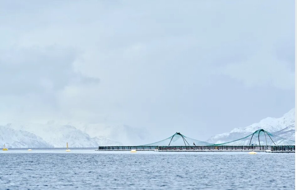 Фото рыбной плантации Grieg Seafood (изображение взято с сайта компании)