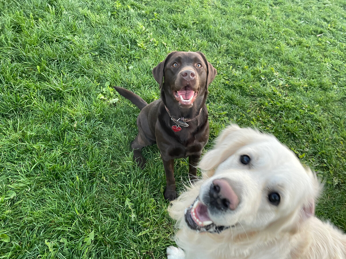 Панда и Дэни зовут играть.