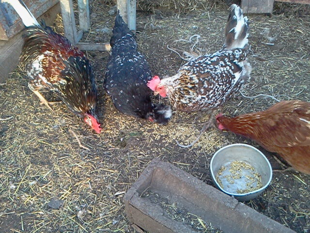 Фото автора. Курочки.