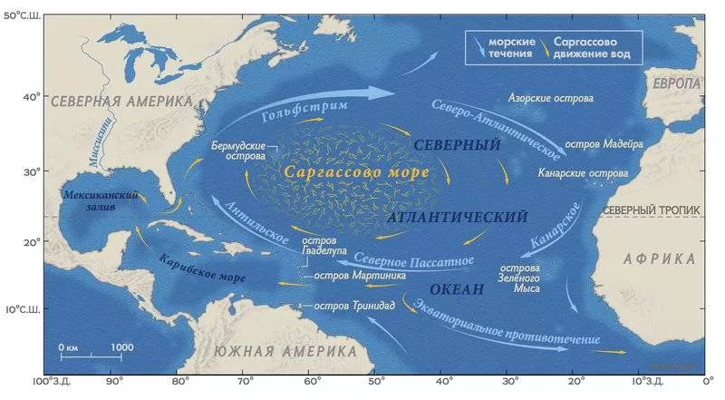 Саргассово море ламинария. Саргассово море водоросли. Саргассово море в атлантическом океане. Саргассово море сообщение. Саргассово море интересные факты.