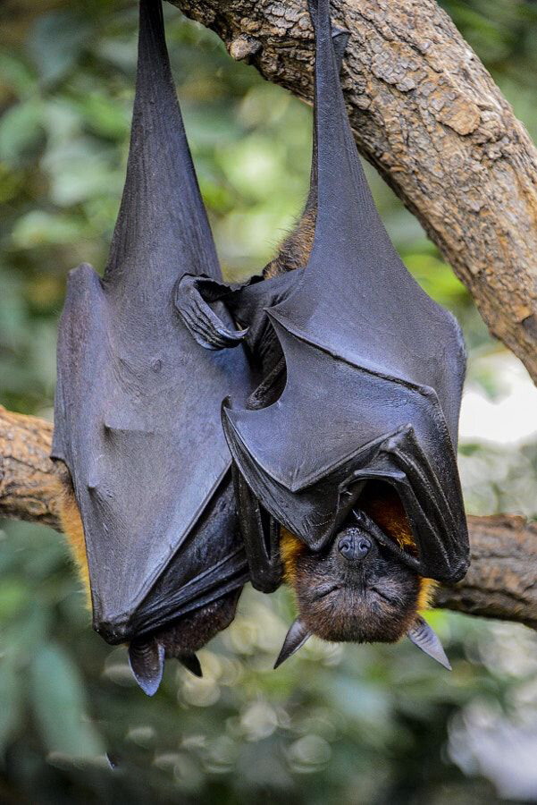 Летучие мыши спят вверх ногами