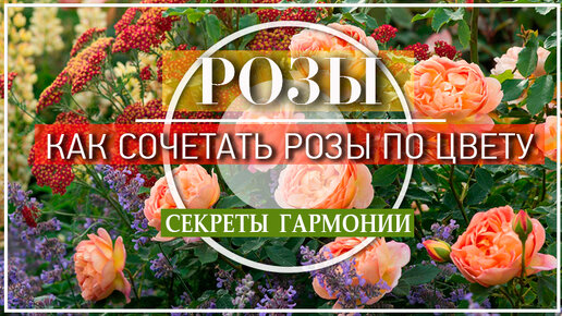 Букет на 1 сентября из садовых цветов своими руками – идеи оформления | Полезно (zenin-vladimir.ru)