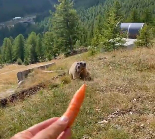 Найден клиент на морковку