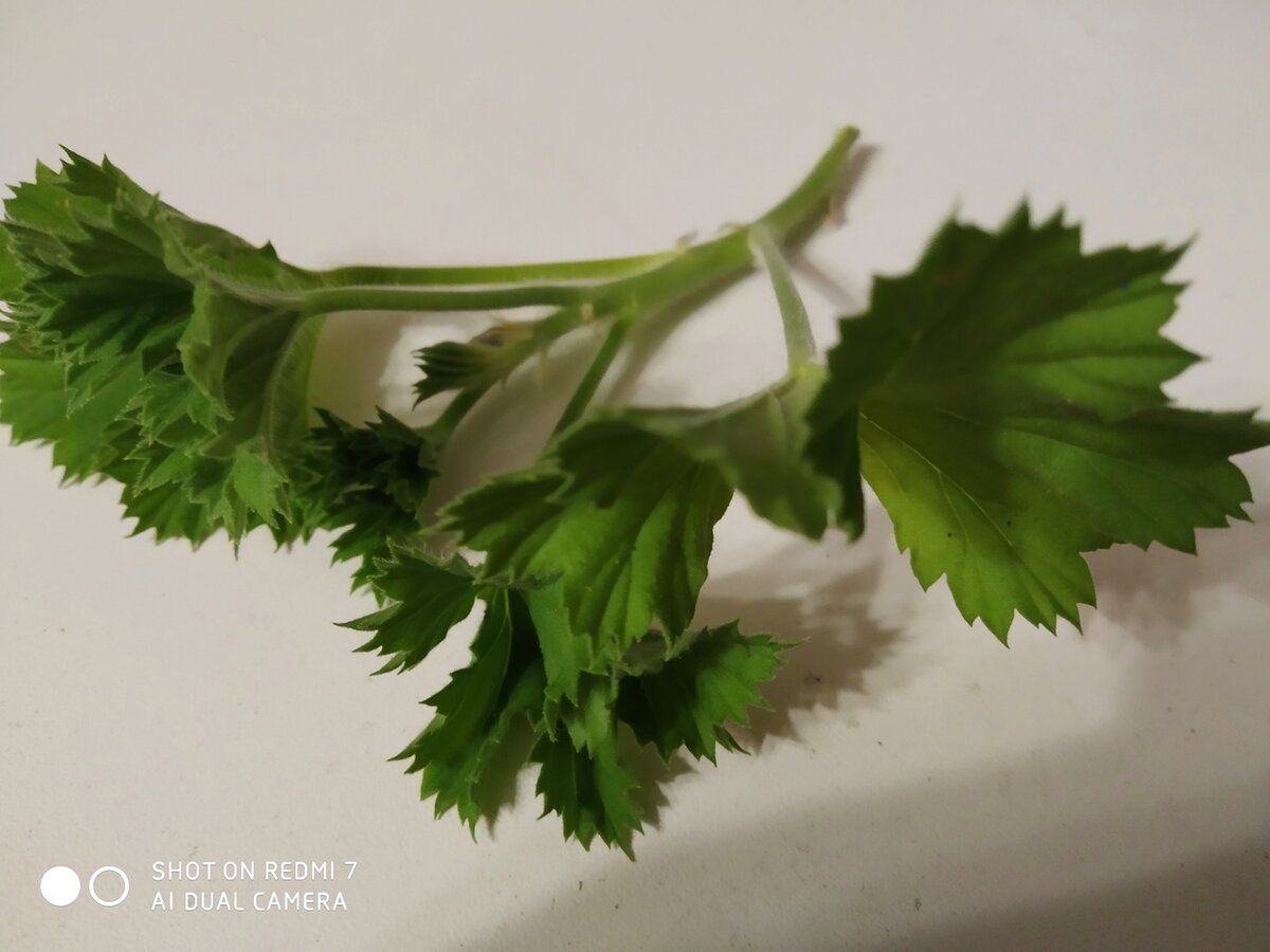 Страдалец-черенок пеларгонии Ангел (?) готовится к переукоренению. Считай, предпоследняя попытка.