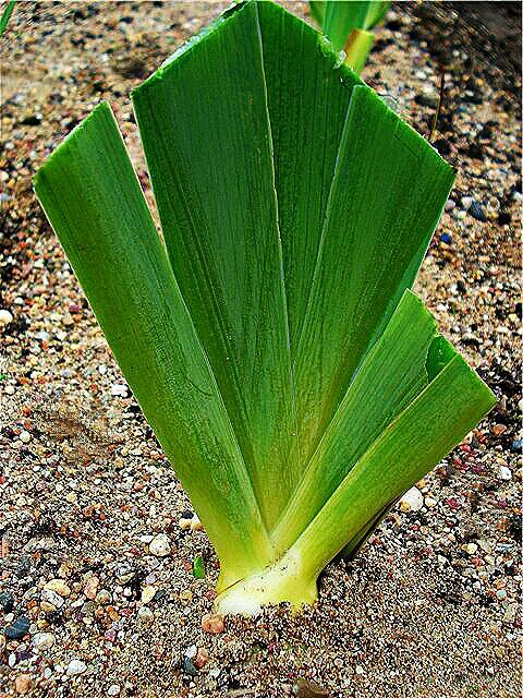 Листья ирисов обрезаем "под углом