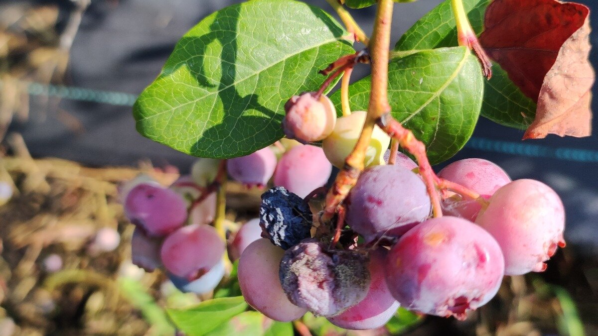 Фото:nsh.by Поражение ягод серой гнилью в период вегетации