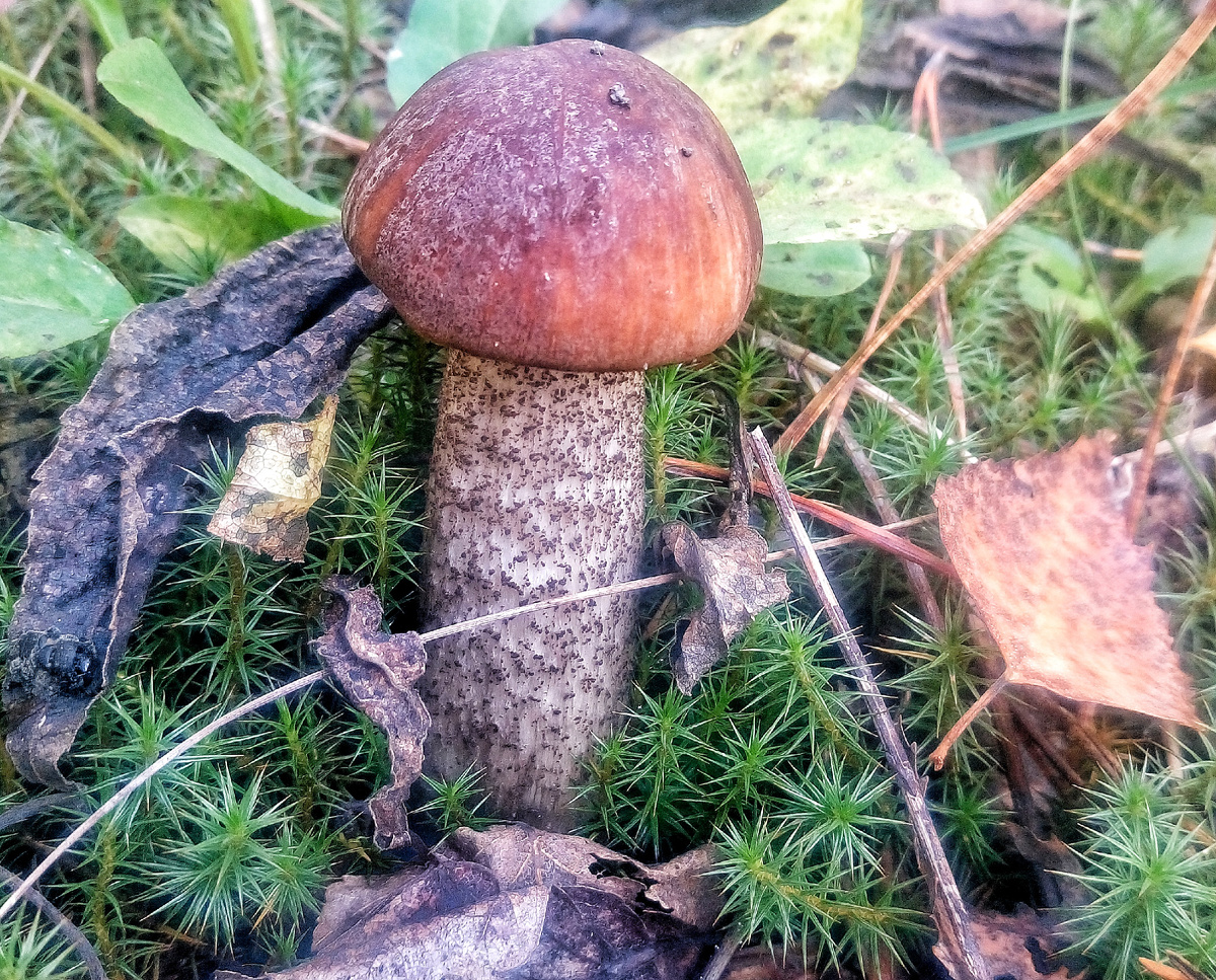 Подберезовик