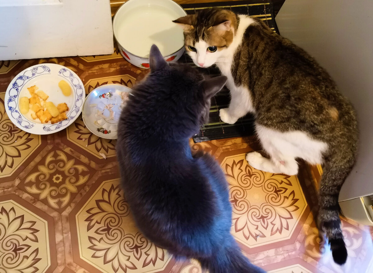 Пуся и Муся за секунду до того как память к ним возвращается))))