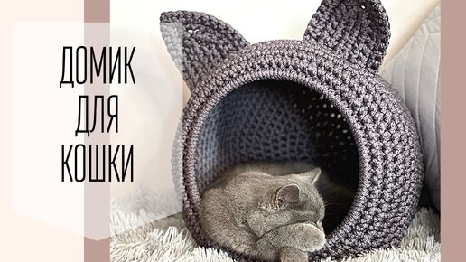 Кошки Мира