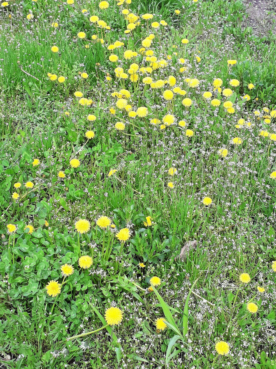 Какие красивые сорняки, ну чем не клумба в естественном стиле...