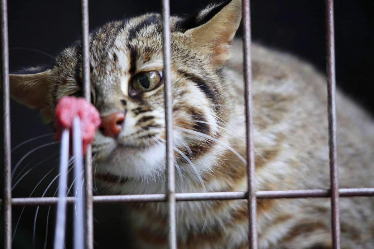 Амурский лесной кот: маленький обжора, который намеренно становится толстым  | Заметки о животных | Дзен