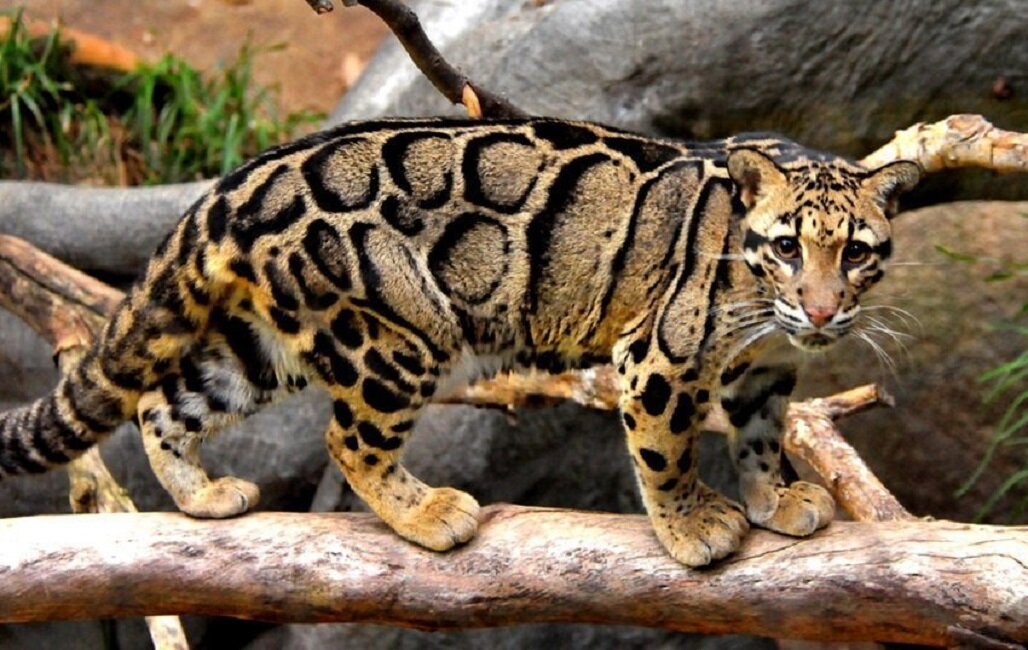 Крупные виды животных. Тайваньский дымчатый леопард. Борнейский дымчатый леопард. Дымчатый леопард (Neofelis nebulosa),. Формозанский дымчатый леопард.