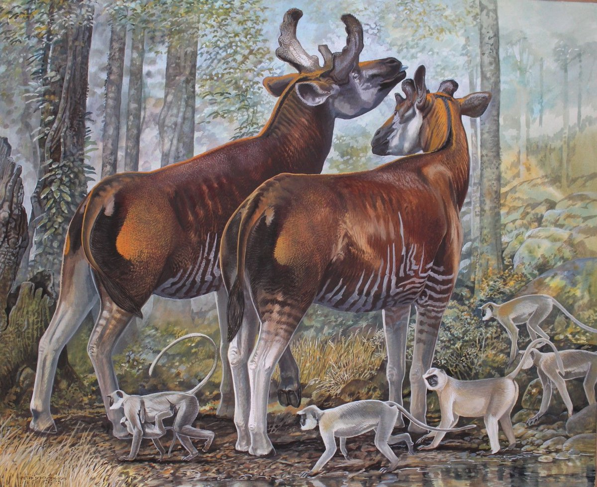 Самые примитивные животные. Кайнозойская мегафауна. Sivatherium giganteum. Плейстоценовая мегафауна. Фауна плейстоцена Австралии.