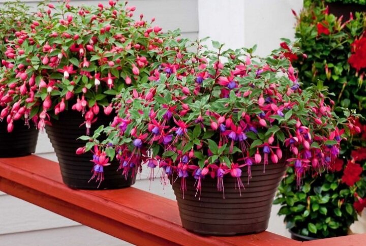 Фото для примера