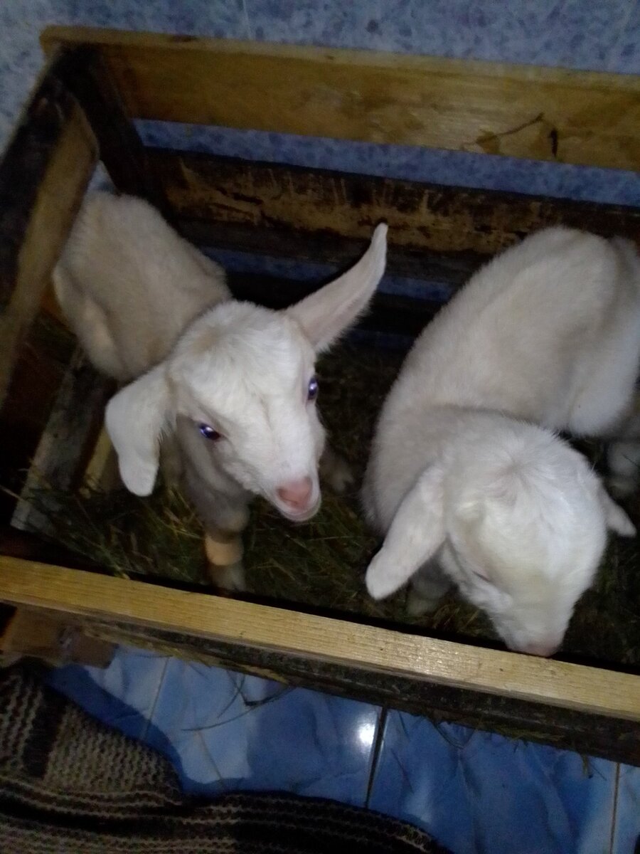 Лушины детки - Соня и Никанор