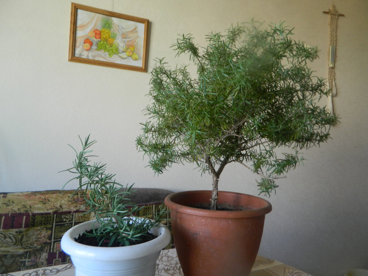 Розмарин справа - тот самый из черенка. Слева - из семян