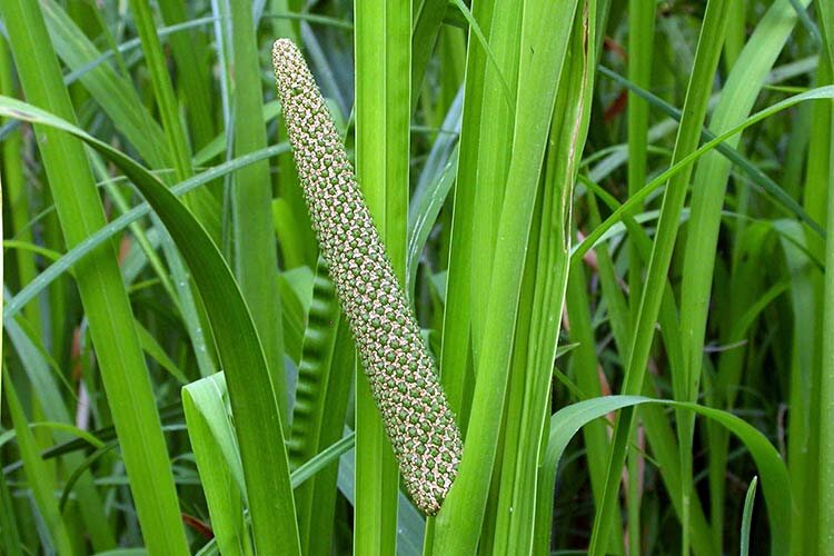 Аир обыкновенныйМноголетнее травянистое растение, высотой до 120 см, с мощным горизонтальным корневищем (1,5–2,0 см в диаметре). Зацветает в июне. Имеет острый приятный запах и горький вкус. Растет вблизи водоемов, образует чистые заросли, иногда растет вместе с тростником. Используется как пряность.В корневищах содержатся гликозид, акорин, алкалоид калямин и 1,5–4,6 % эфирного масла, в состав которого входят азарон, эвгенол и камфара, в листьях – витамин С. Все части растения содержат танины. Эфирное масло придает аиру своеобразный пряный запах.Осторожно, опасность! Корневище аира противопоказано принимать при повышенной секреторной функции желудка.Отвары, настойки и порошок корневищ применяют как средство, повышающее аппетит и улучшающее пищеварение, иногда – как отхаркивающее.