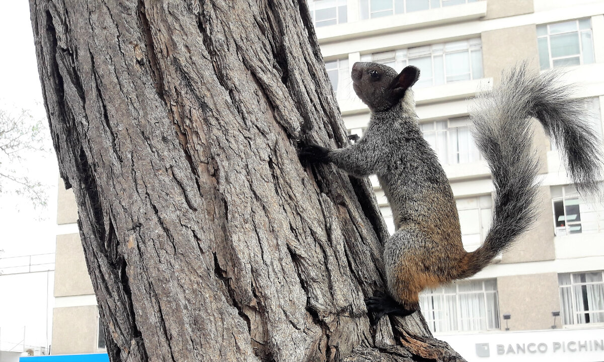 Давно белочек не было в блоге. Местная красавица