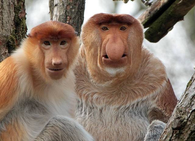 Носач, или кахау, — вид приматов семейства мартышковых. Входит в подсемейство тонкотелых обезьян. Встречается исключительно в прибрежных районах и долинах острова Борнео. В чем особенность носача? Самцы обезьян имеют огромный округлый вытянутый нос. Он привлекает самок, чем больший нос у обезьяны, тем выше она в иерархии. Носачи обитают в тропических и мангровых лесах Борнео, ведут дневной образ жизни. Они умеют отлично плавать и редко отдаляются от водоемов. Наряду с человеком и гиббоном носачи — единственные представители отряда приматов, способные к прямохождению.